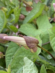 Calystegia sepium spectabilis