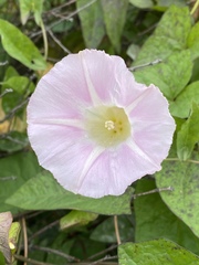 Calystegia sepium spectabilis