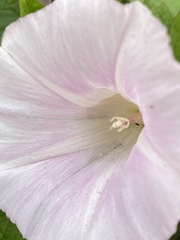 Calystegia sepium spectabilis