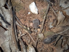 Maratus vespertilio