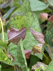 Calystegia sepium spectabilis