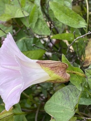 Calystegia sepium spectabilis