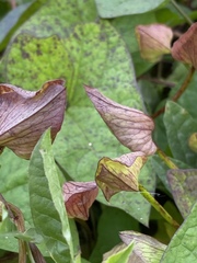 Calystegia sepium spectabilis