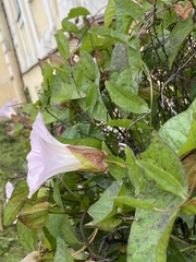 Calystegia sepium spectabilis