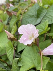 Calystegia sepium spectabilis