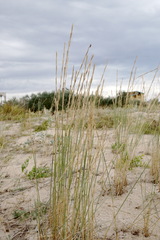 Thinopyrum bessarabicum