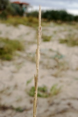 Thinopyrum bessarabicum