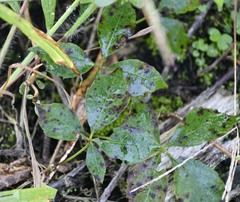 Phyllosticta parthenocissi