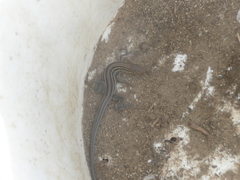 Aspidoscelis hyperythrus beldingi