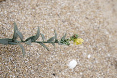 Linaria sabulosa