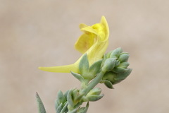 Linaria sabulosa