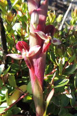 Disa ophrydea