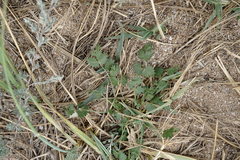 Pimpinella tragium