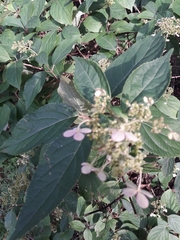 Hydrangea heteromalla