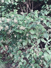 Hydrangea heteromalla