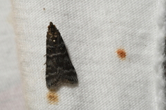 Ortholepis pasadamia