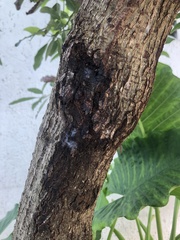 Metopium brownei