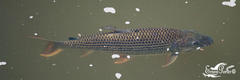 Hydrocynus vittatus