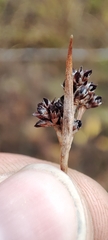 Luzula multiflora sibirica