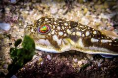 Amblyrhynchote honckenii