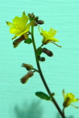 Triumfetta rotundifolia