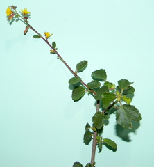 Triumfetta rotundifolia