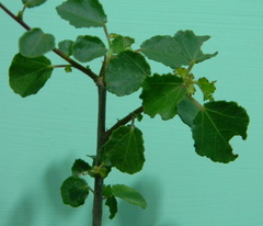 Triumfetta rotundifolia