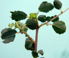 Triumfetta rotundifolia