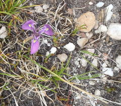 Moraea tripetala tripetala