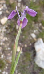 Moraea tripetala tripetala