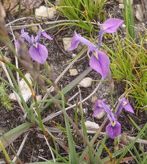 Moraea tripetala tripetala