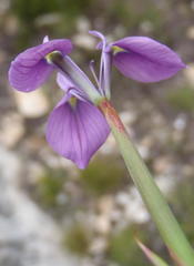 Moraea tripetala tripetala