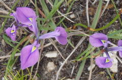 Moraea tripetala tripetala