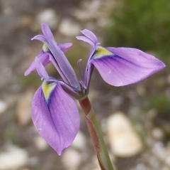 Moraea tripetala tripetala