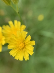 Asteraceae