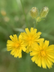 Asteraceae