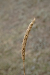 Phleum phleoides