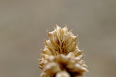 Phleum phleoides