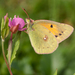 African Clouded Yellow - Photo (c) Bart Wursten, some rights reserved (CC BY-NC), uploaded by Bart Wursten