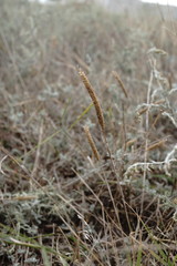 Phleum phleoides