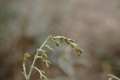 Artemisia fragrans