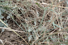 Artemisia fragrans