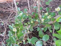 Flacourtia indica