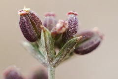 Bupleurum marschallianum