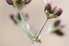 Bupleurum marschallianum