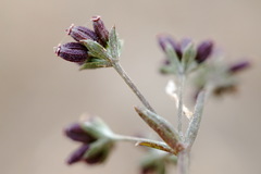 Bupleurum marschallianum