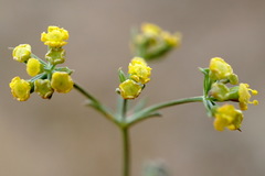 Bupleurum marschallianum