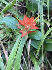 Castilleja litoralis
