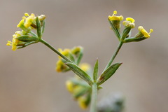 Bupleurum marschallianum