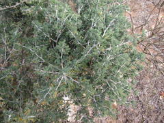 Asparagus mariae